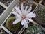 Gymnocalycium mesopotamicum  Flower