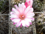 Neochilenia floccosa  Flower