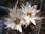 Neochilenia pygmaea  Flower